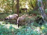 2007 09 13 Hoh Rain Forest 184