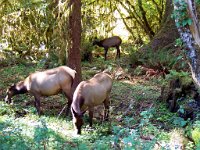 2007 09 13 Hoh Rain Forest 184 edited-1  Hoh Rain Forest