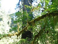 20070913-OlympicNP-HohRainForest04-Sign