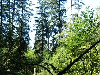 20070913-OlympicNP-HohRainForest10