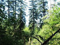 20070913-OlympicNP-HohRainForest11