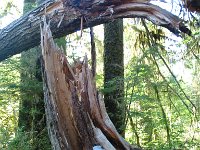 20070913-OlympicNP-HohRainForest12