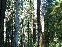 20070913-OlympicNP-HohRainForest14