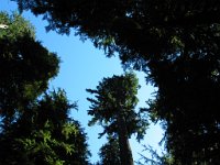 20070913-OlympicNP-HohRainForest15