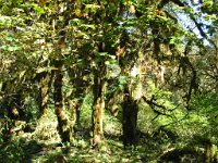 20070913-OlympicNP-HohRainForest20