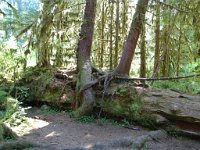 20070913-OlympicNP-HohRainForest22-NurseLog