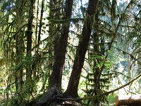 20070913-OlympicNP-HohRainForest23-NurseLog