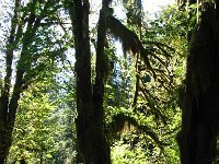 20070913-OlympicNP-HohRainForest25-Dolores