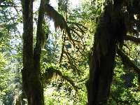 20070913-OlympicNP-HohRainForest26-Dolores