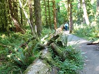 20070913-OlympicNP-HohRainForest27-NurseLog180'