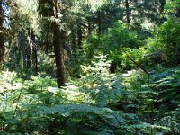 20070913-OlympicNP-HohRainForest28