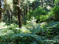 20070913-OlympicNP-HohRainForest29