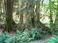 20070913-OlympicNP-HohRainForest30