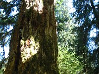 20070913-OlympicNP-HohRainForest34-Tree