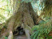 20070913-OlympicNP-HohRainForest35-Tree-with-hole-for-nurse