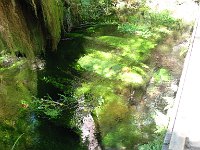 20070913-OlympicNP-HohRainForest36-WaterFerns