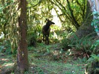 20070913-OlympicNP-HohRainForest50-ElkCow