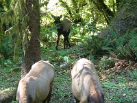 20070913-OlympicNP-HohRainForest51-ElkCows-ElkBaby