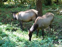 20070913-OlympicNP-HohRainForest52-ElkCows