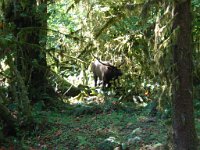 20070913-OlympicNP-HohRainForest53-ElkBull