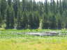 20070704-MoranJctWY-15-Moose