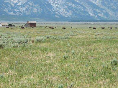 20070704-MoranJctWY-21-Bison-Barn