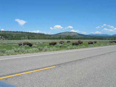 20070705-MoranJctWY6-Bison