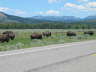 20070705-MoranJctWY8-Bison