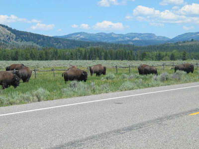 20070705-MoranJctWY8-Bison