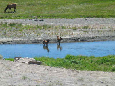 20070709-YellowstoneWY16-TwoYoungElk-InRiver