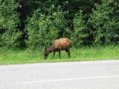 20070720-24-PANP-Elk1