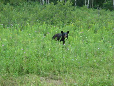 20070725-RMNP-21-Bear4