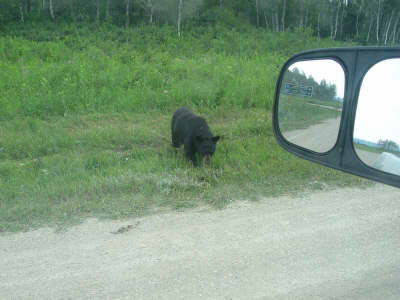 20070725-RMNP-24-Bear7