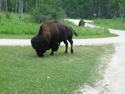 20070725-RMNP-32-Bison