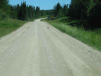 20070726-RMNP-03-FoxApproaching