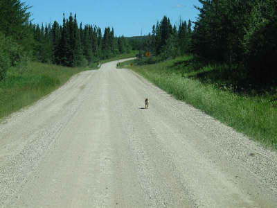 20070726-RMNP-04-FoxApproaching