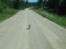 20070726-RMNP-05-FoxStillApproaching