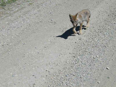 20070726-RMNP-06-FoxHere-Ooops