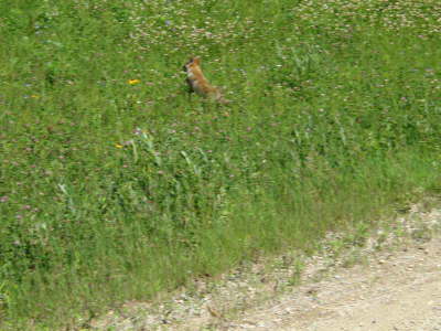 20070726-RMNP-07-FoxDeparting