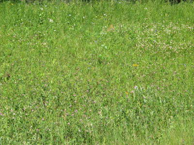 20070726-RMNP-08-Wildflowers-and-DepartingFox