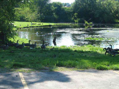 20070728-03-WalkerMN-GeeseInPond