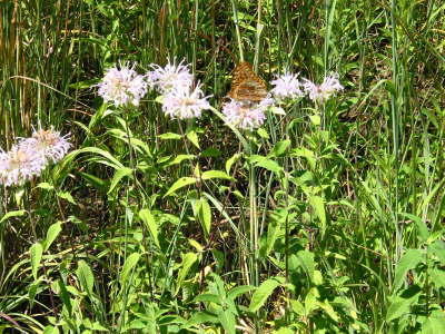 20070802-16-HoffmanHillsSRA-Butterfly