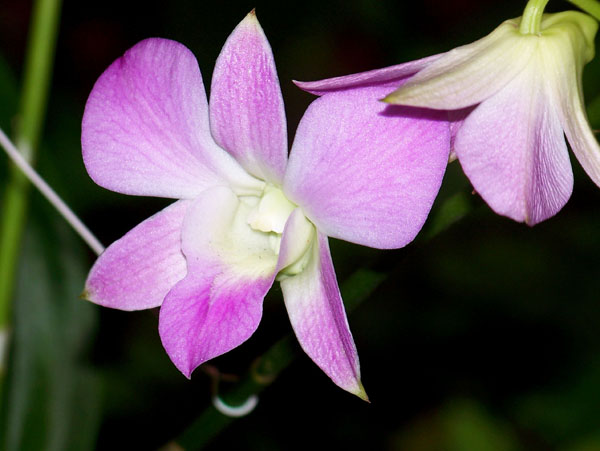 20090202-HaleKoaOrchid1