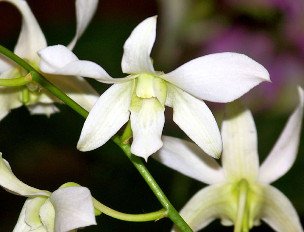 20090202-HaleKoaOrchid2