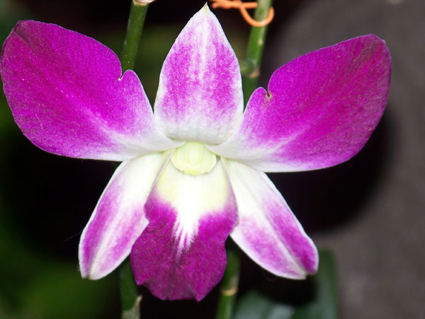 20090202-HaleKoaOrchid4