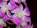 20090202-HaleKoaOrchid3