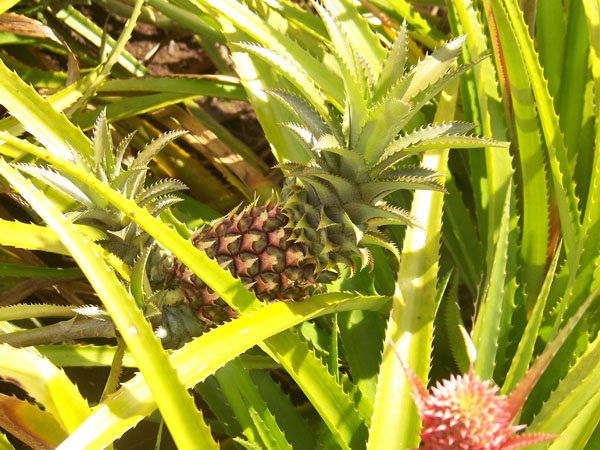 20090206-09-Pineapples