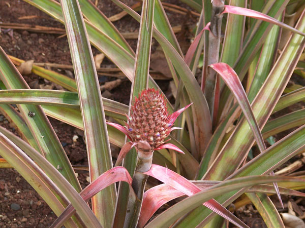 20090206-12-Pineapple