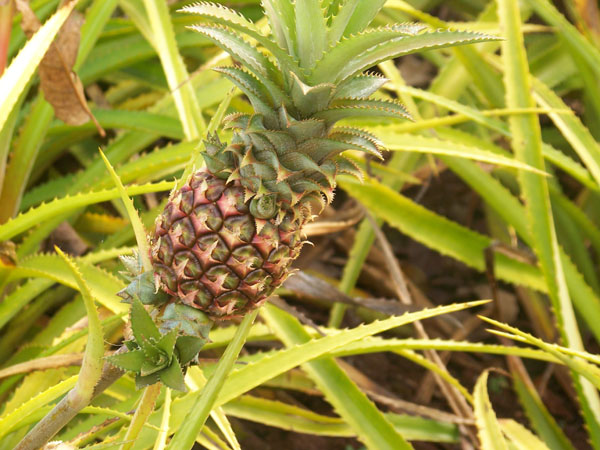 20090206-13-Pineapple