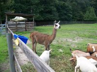 Llama-and-goats